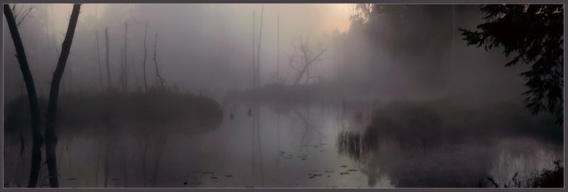 Мрачный туман на болоте