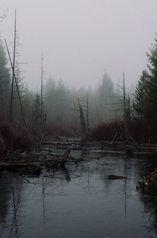 Темное болото