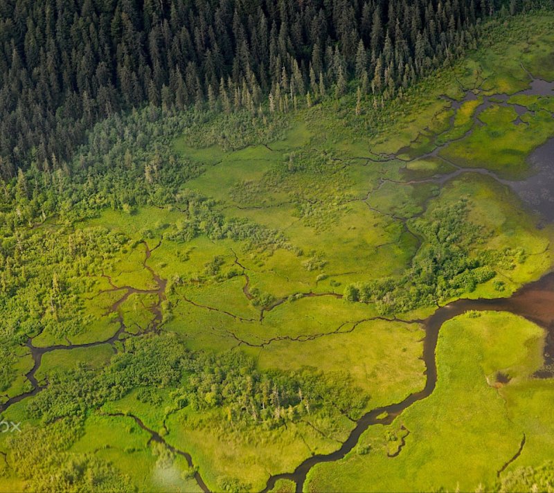 Западно-Сибирская низменность леса