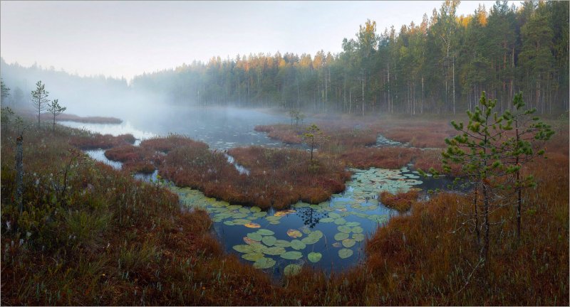 Низинные болота Западной Сибири