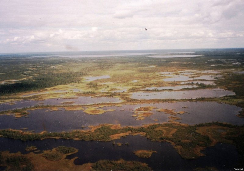 Ольманские болота Беларусь