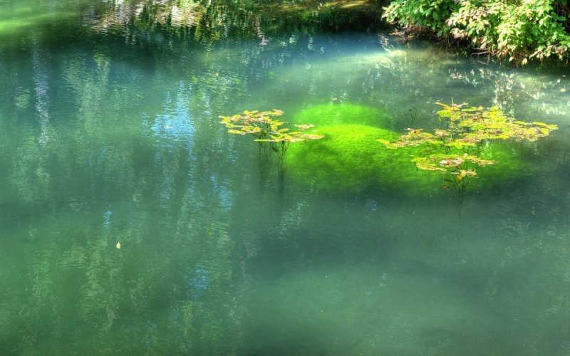 Зеленый пруд