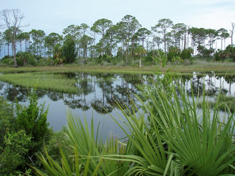 Флорида болота Аллигаторы