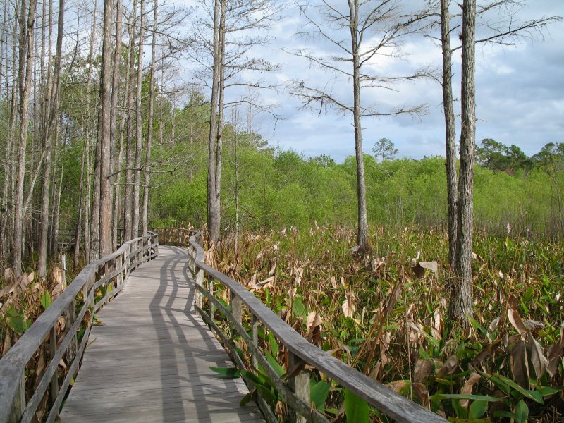 Флоридские болота