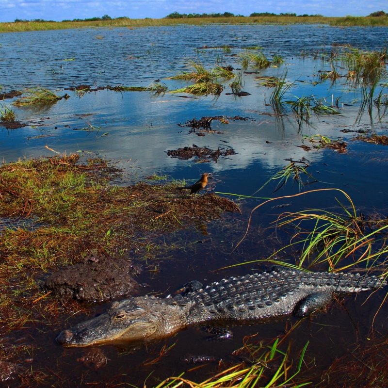 Everglades National Park обитатели