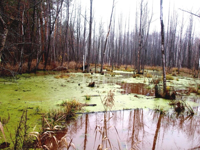 Гнилое болото Новосибирск
