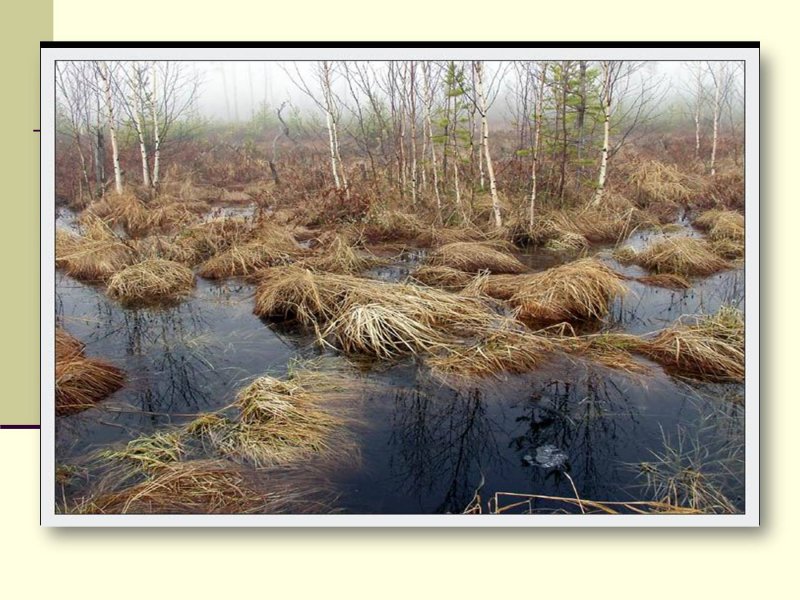 Кислотные болота