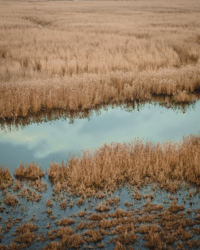 Фото камыша на болоте