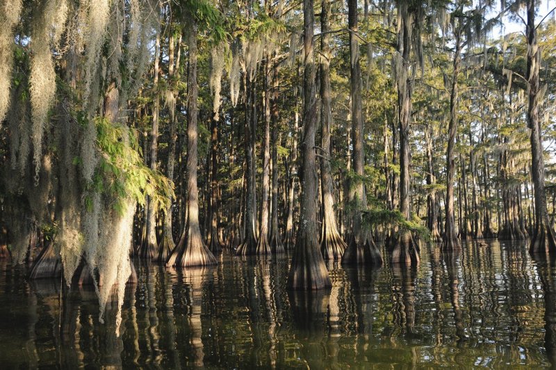 Болото призраков в Луизиане