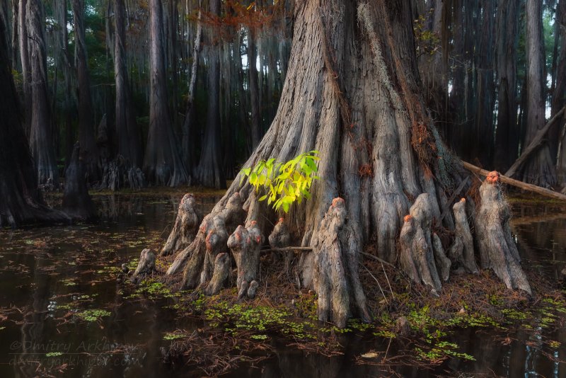 Болота Манчак в Луизиане деревья