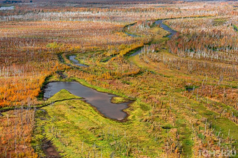 Васюганские болота торф Томская область