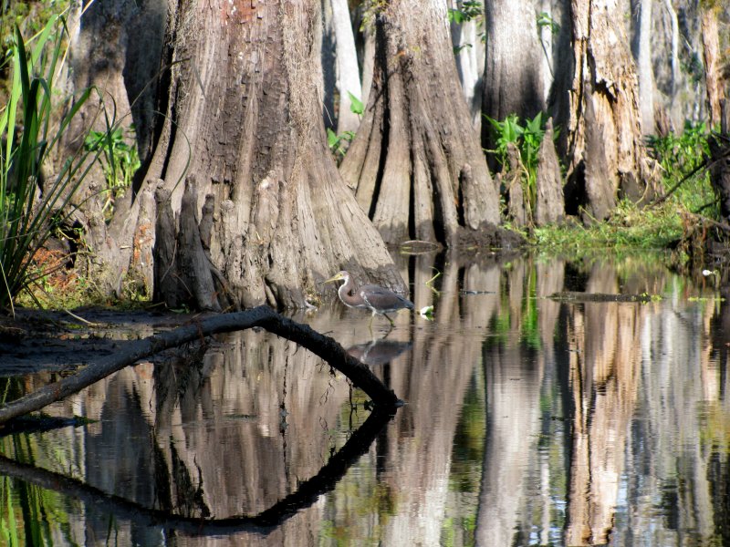 Мангровые леса Луизиана