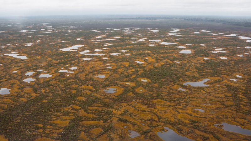 Васюганские болота в Новосибирской области