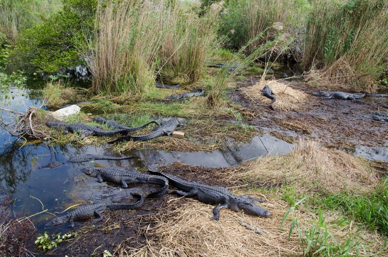 Флорида болота Аллигаторы