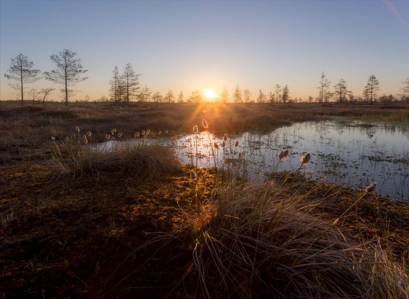 Мухинские болота Ленинградской области
