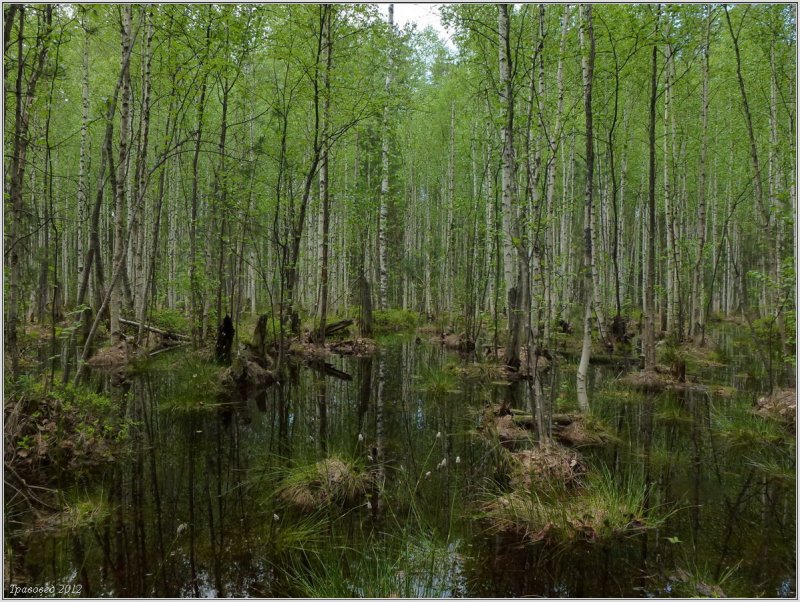 Березово-Сосновый заболоченный лес