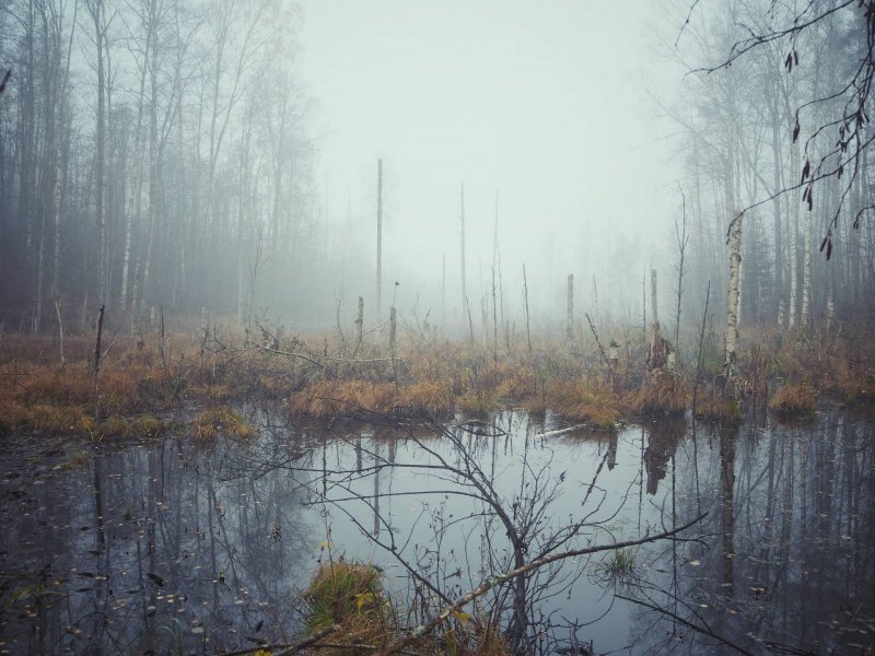 Стригино болото туман