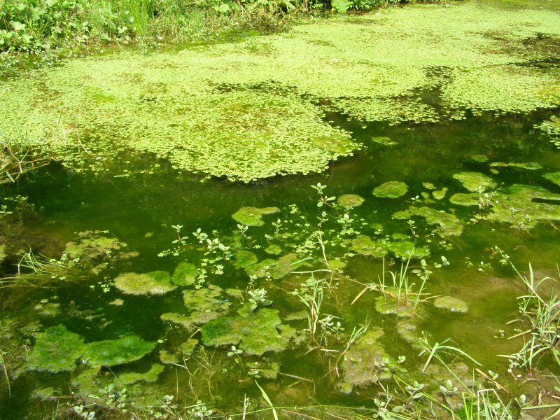Зеленые мхи на болоте