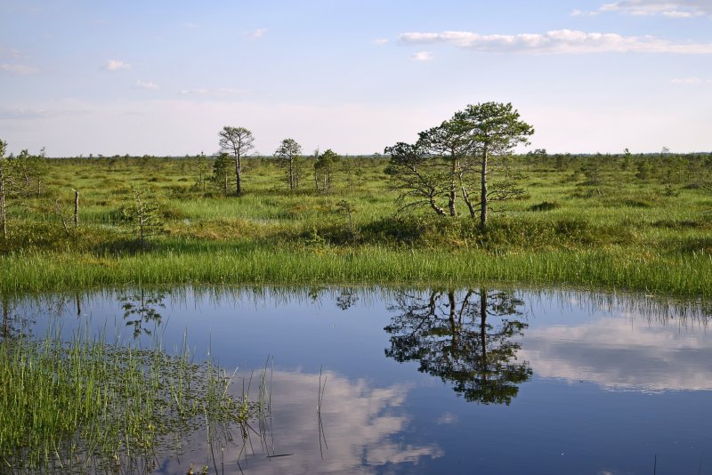 Серебряноборское Тростниковое болото