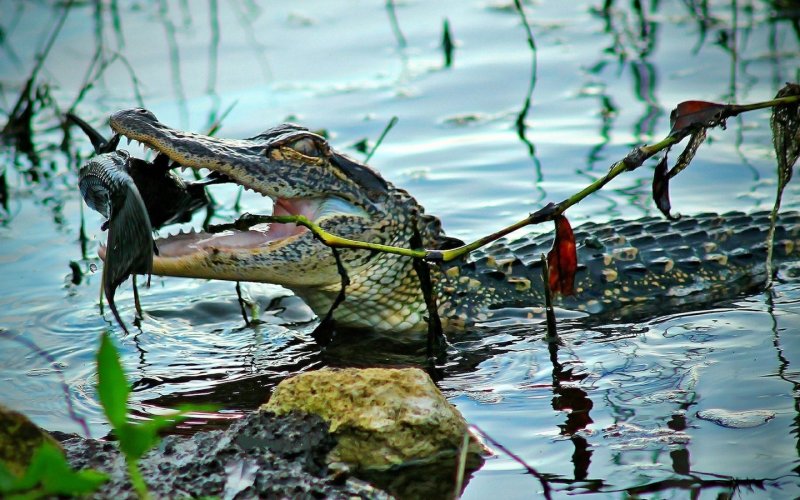 Крокодил в реке