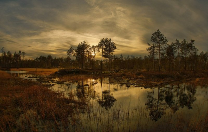 Васюганские болота Томская область