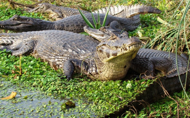 Болота Манчак крокодилы