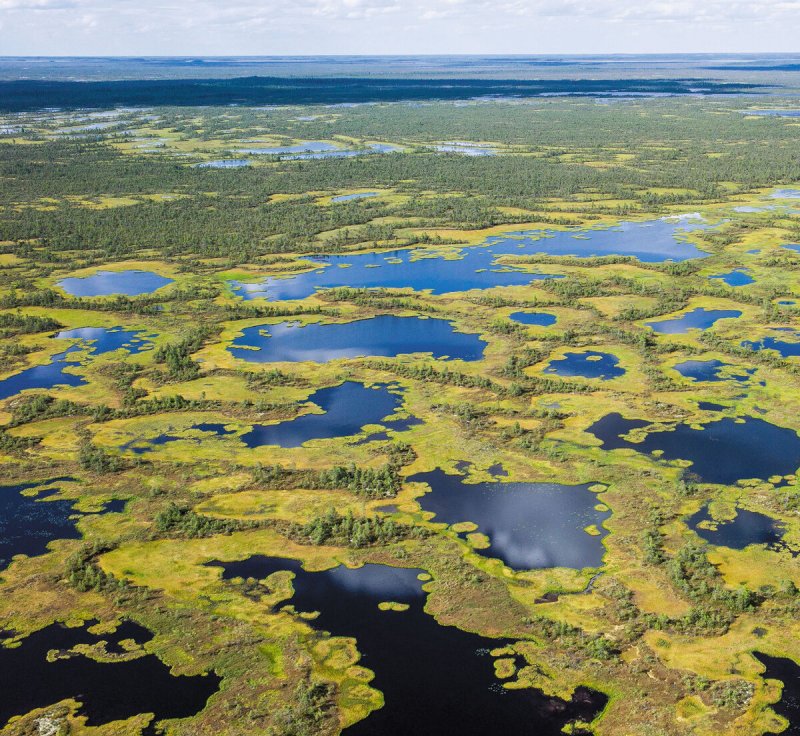 Большое Васюганское болото, Сибирь
