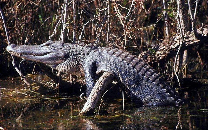 Петербургский болотный крокодил