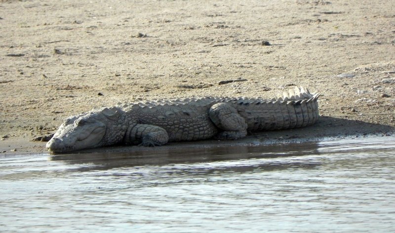 Магер крокодил