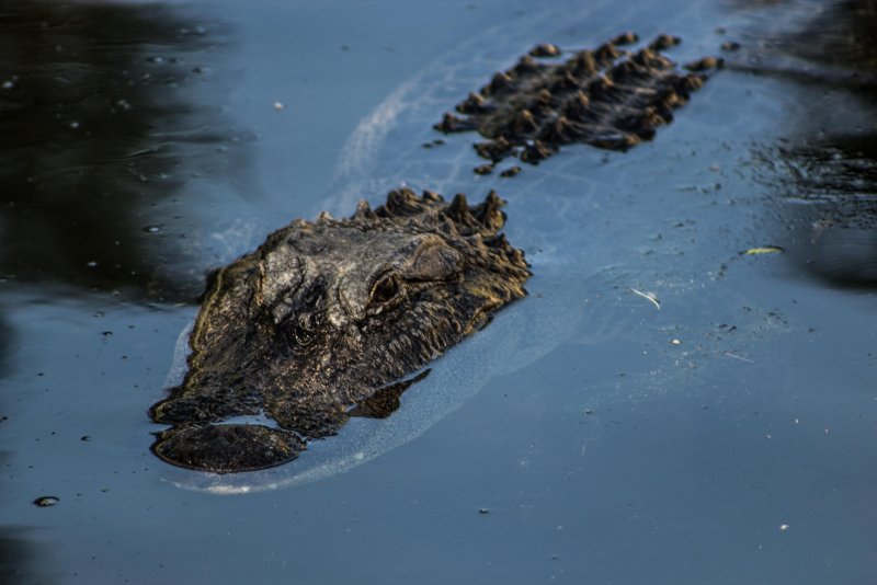 Крокодил в болоте