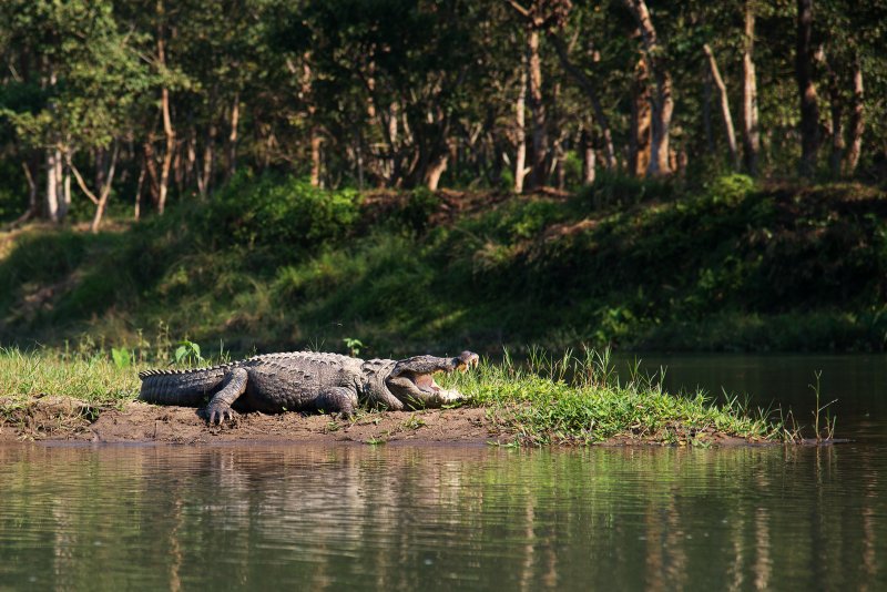 Крокодил на берегу реки