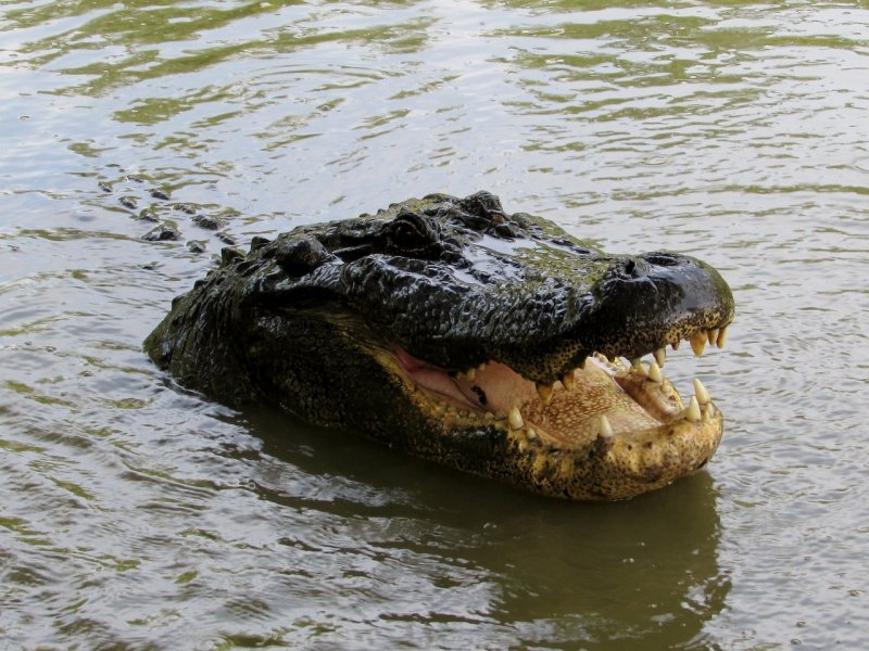 Луизианский крокодил