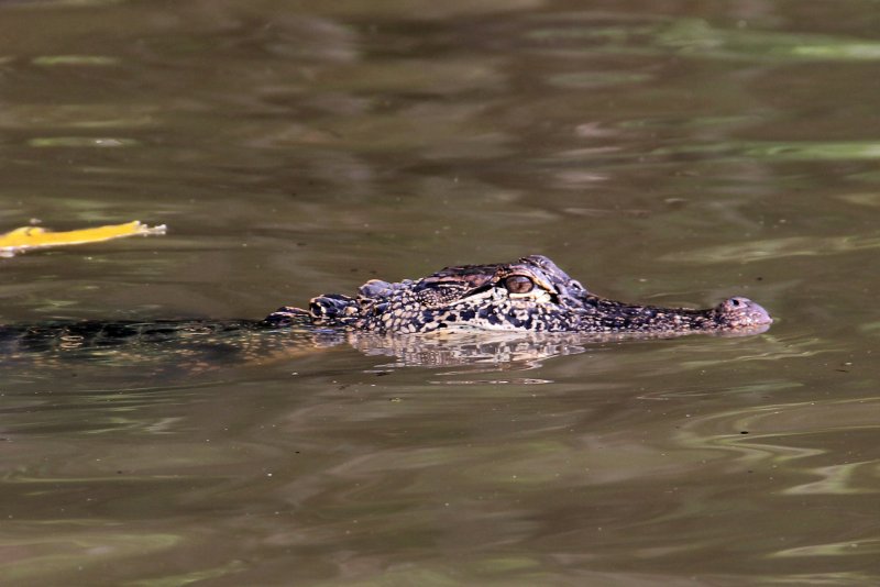 Луизианский крокодил