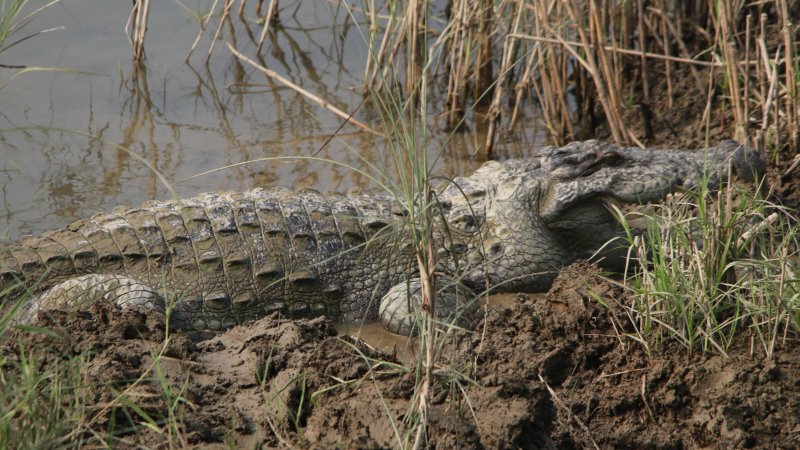 Болотный или индийский крокодил