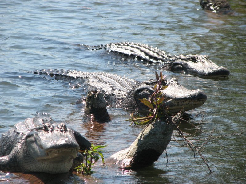 Штат Луизиана болота крокодилы