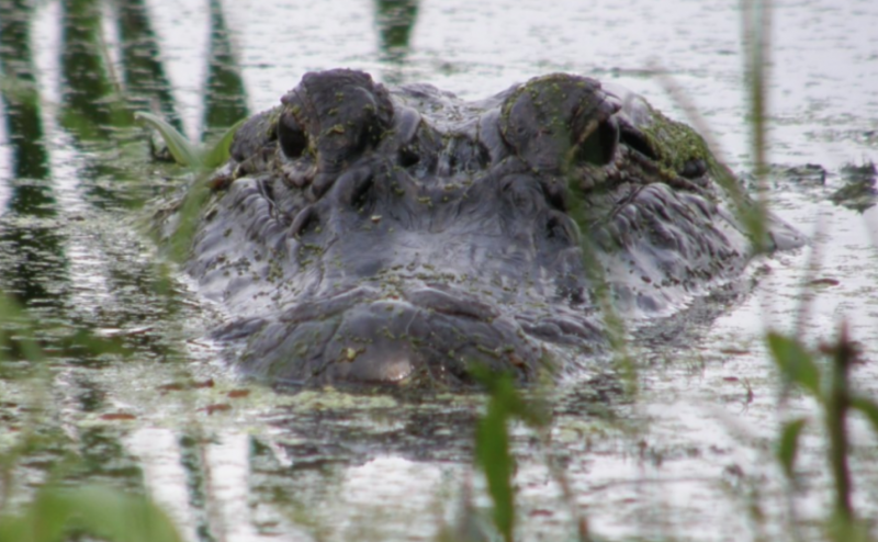 Болото Манчак крокодилы