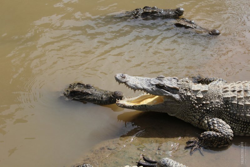 Крокодил живет в болоте