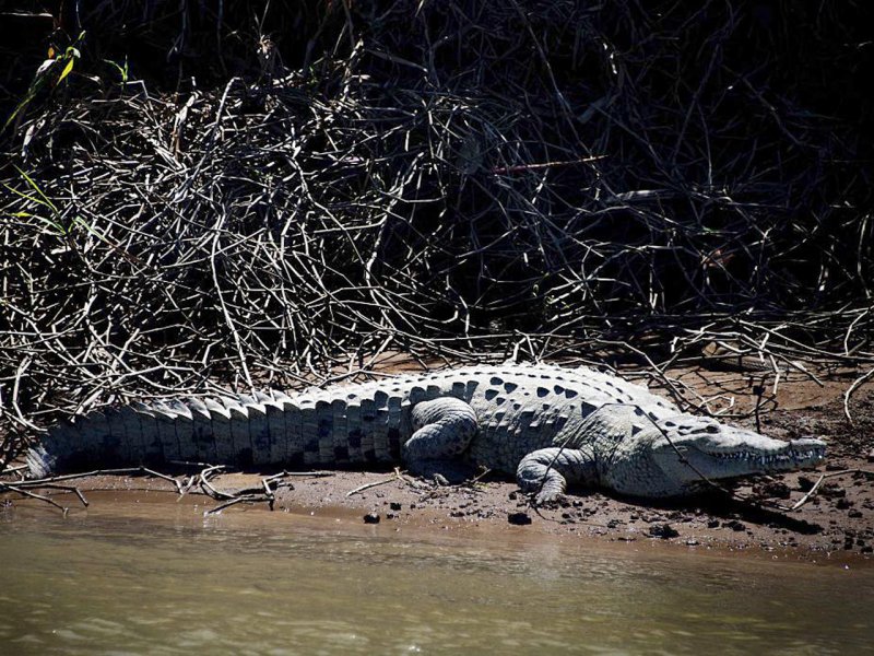 Самка крокодила