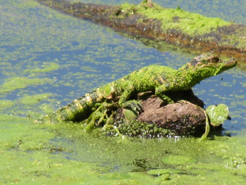 Аллигатор в болоте