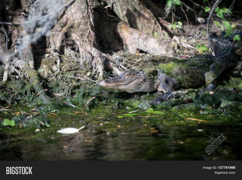 Аллигатор болот Флориды