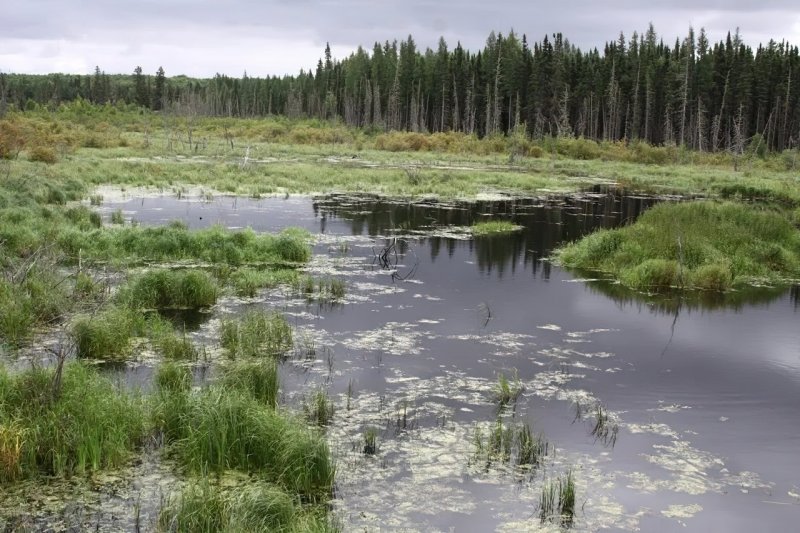Болотная растительность низинных болот Беларуси