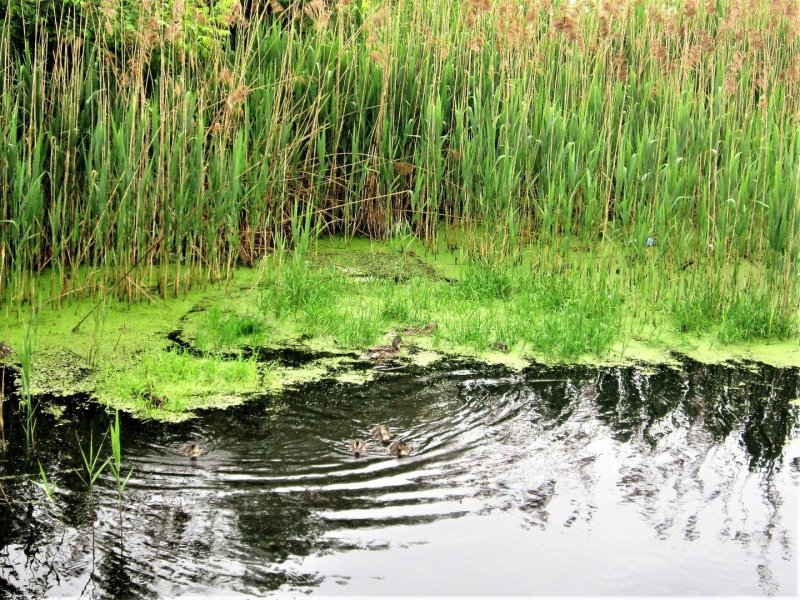 Анимашка болото или пруд с ряской