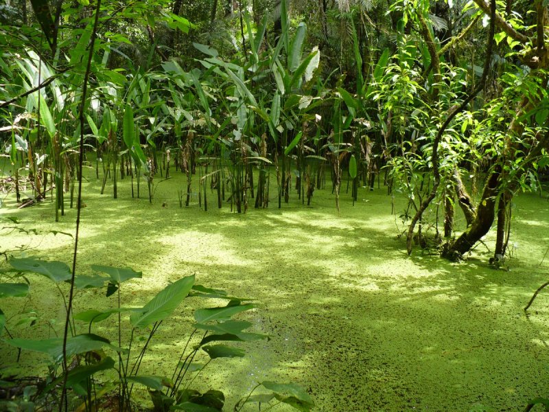 Тропические болота с растениями