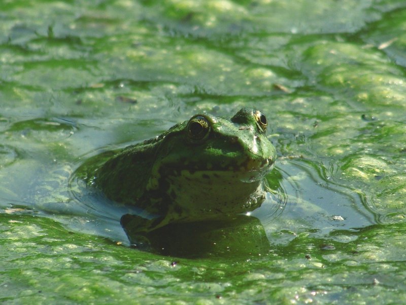 Грязевая жаба