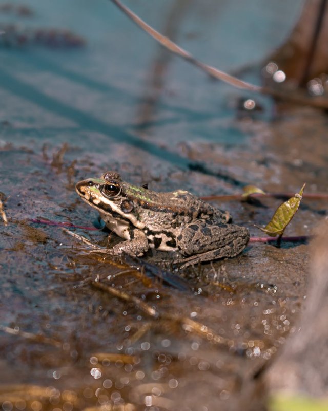 Флоридская Болотная лягушка