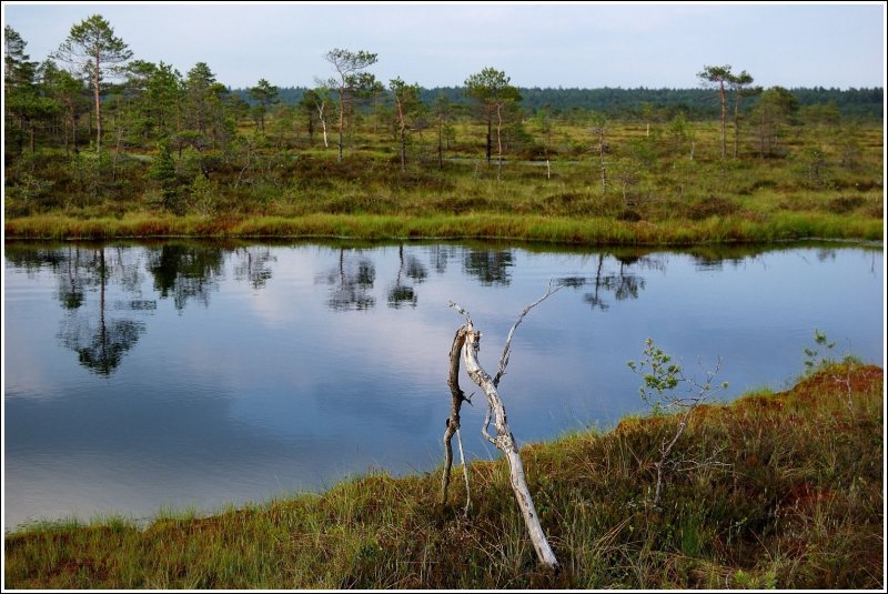 Таменгонтское болото