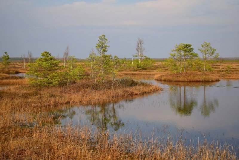 Полесские болота Белоруссии