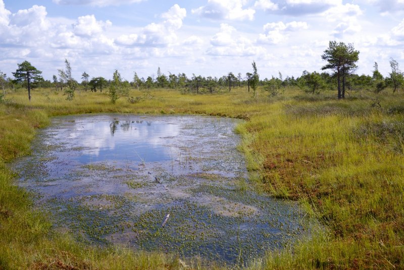 Серебряноборское Тростниковое болото