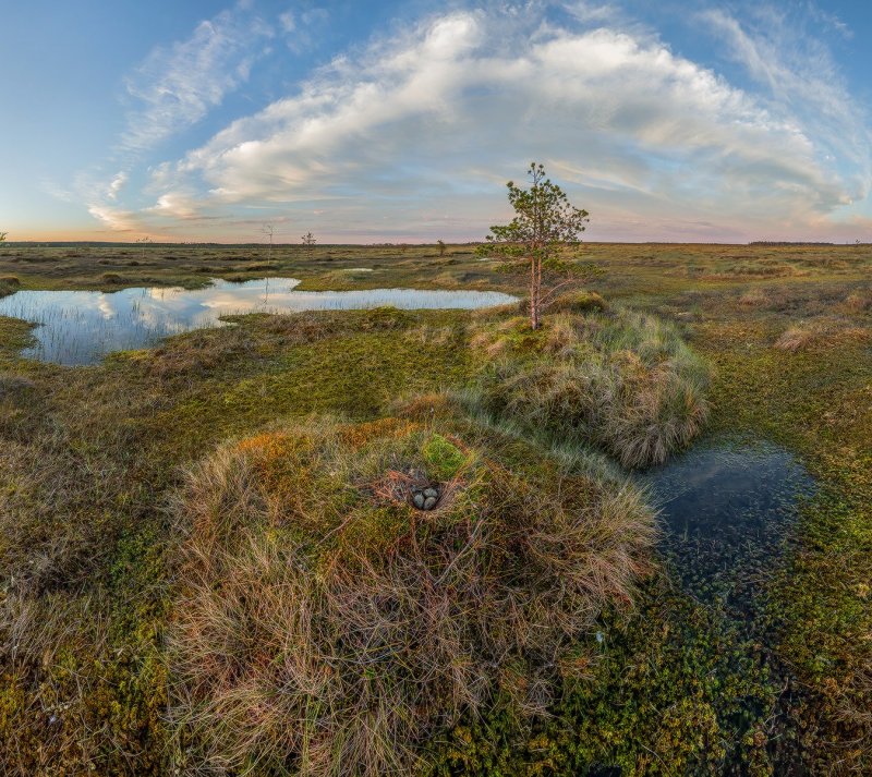 Антибесские болота Кемеровская