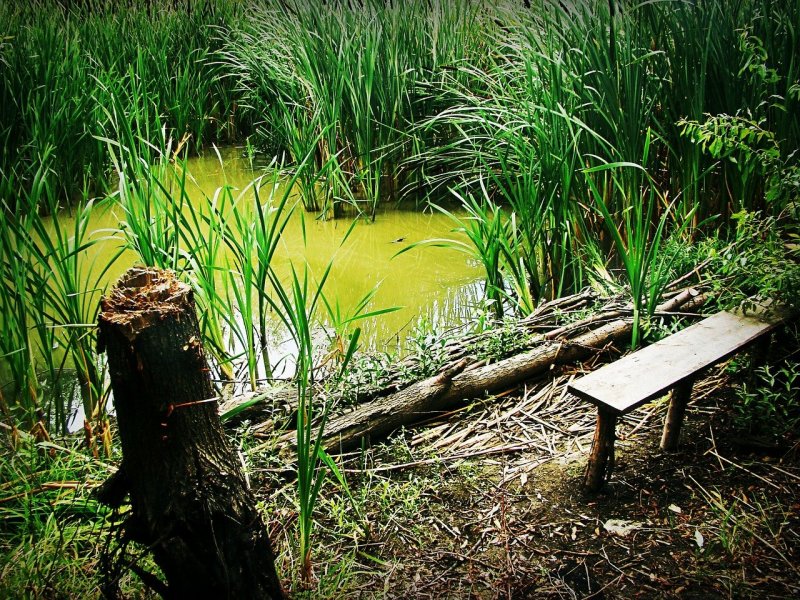 Колодяжинское болото